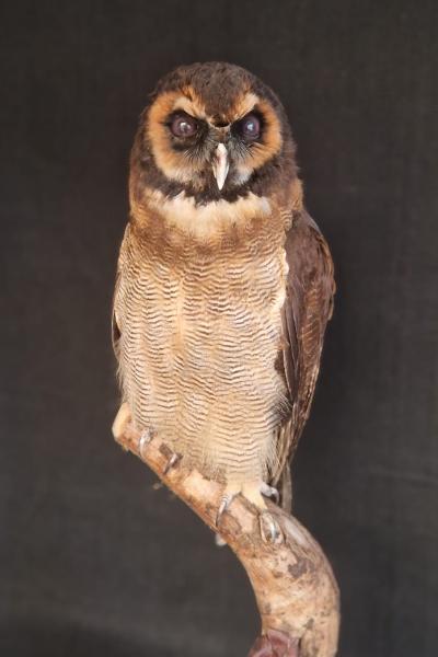 Asian Brown Wood Owl