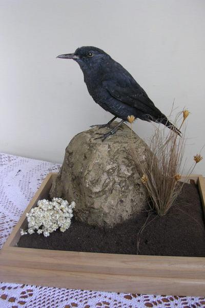Blue Rock Thrush
