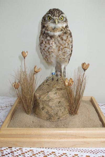 Burrowing Owl - Athene Cunicularia