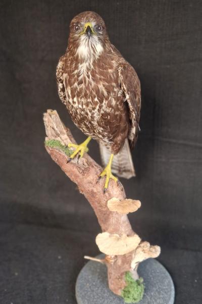Buzzard