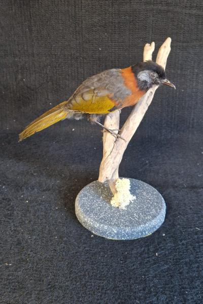 Collared Laughingthrush