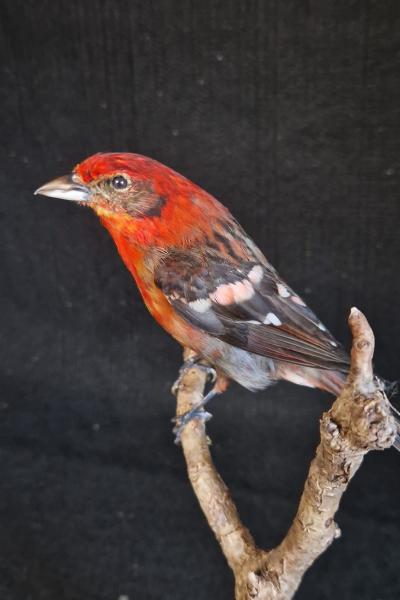Flame Colored Tanager