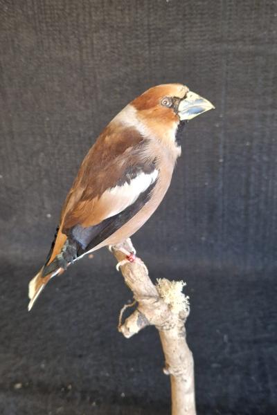 Hawfinch