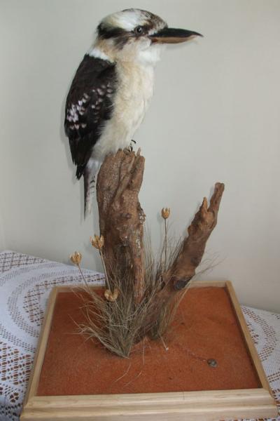 Kookaburra - Dacelo Gigas