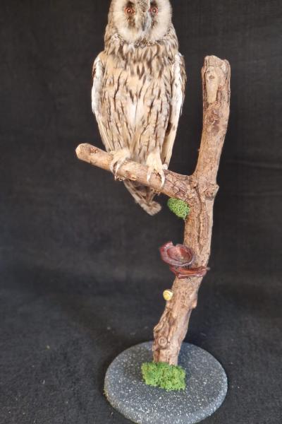 Long Eared Owl 
