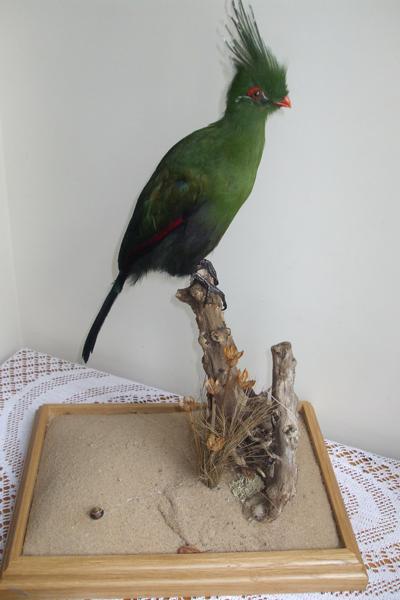 Livingstone's Turaco - Turaco l Livingstonii