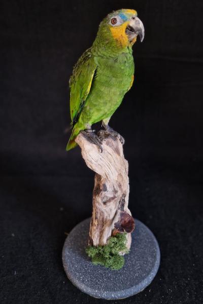 Orange Winged Amazon