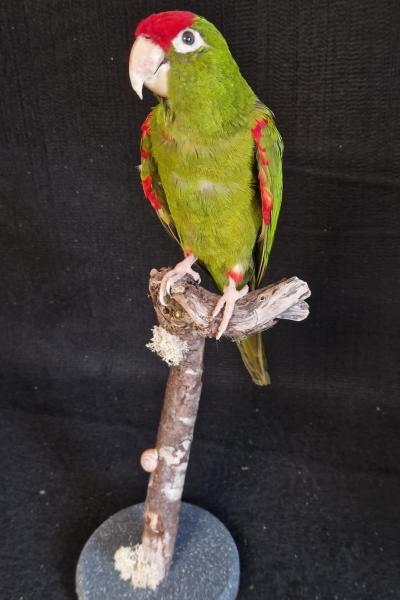 Red Fronted Conure