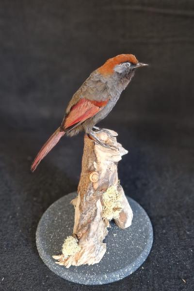Red Tailed Laughingthrush