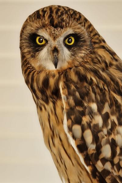 Short Eared Owl