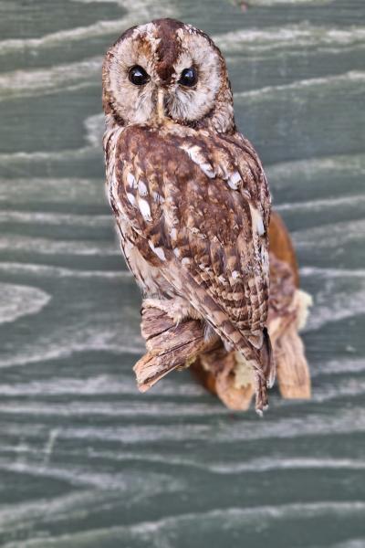 Tawny Owl