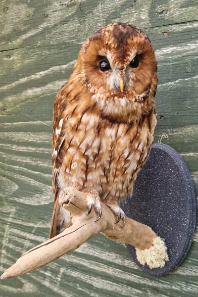 Tawny Owl