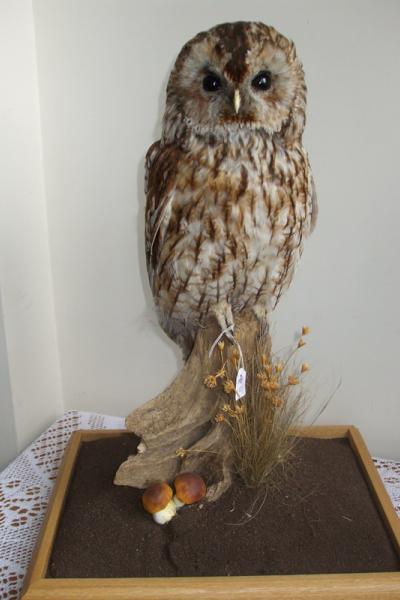Tawny Owl - Strix Aluco