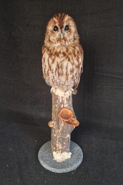 Tawny Owl