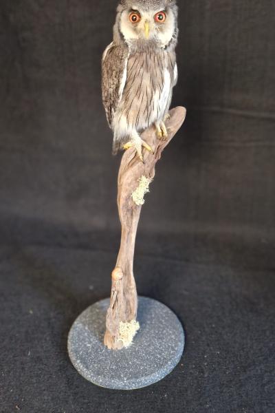 White Faced Scops Owl