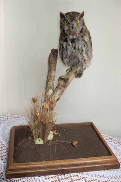 Western Screech Owl - Otus Kennicotti
