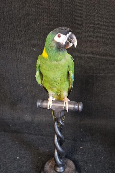 Yellow Collared Macaw