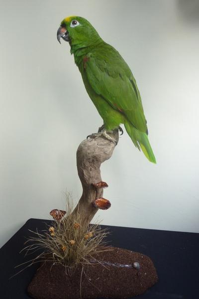 Yellow Crowned Amazon