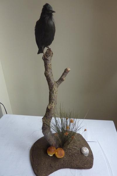 Spotless Starling