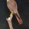 North American Kestrel