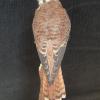 North American Kestrel