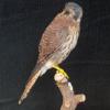 North American Kestrel