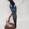 Maghreb Magpie