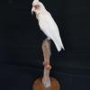 Long Billed Corella