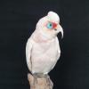 Long Billed Corella