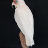 Long Billed Corella