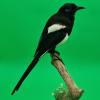 Pica mauritanica
