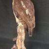 Asian Brown Wood Owl