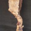 Asian Brown Wood Owl