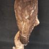 Asian Brown Wood Owl