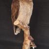 Asain Brown Wood Owl