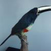 Black Necked Aracari