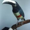 Black Necked Aracari