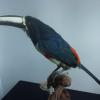 Black Necked Aracari
