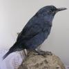 Blue Rock Thrush
