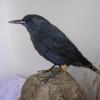 Blue Rock Thrush