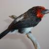 Brown Breasted Barbet
