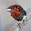 Brown Breasted Barbet