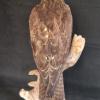 Buzzard