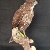 Buzzard
