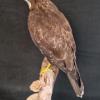 Buzzard