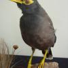Common Myna