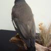 Common Myna
