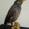 Common Myna