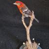 Flame Colored Tanager