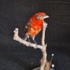 Flame Colored Tanager